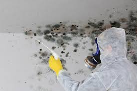 Why You Should Choose Our Mold Remediation Services in Las Maravillas, NM